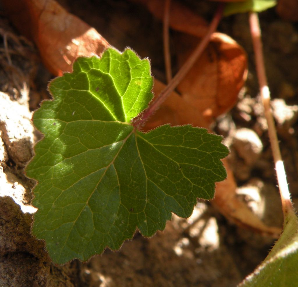 Campanula trachelium